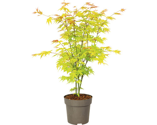 Japansk lönn i kruka