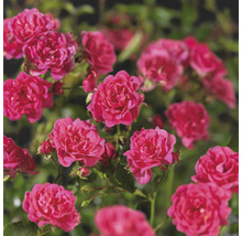 Närbild av blommande, små trädgårdsrosor