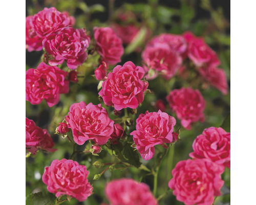 Närbild av blommande, små trädgårdsrosor