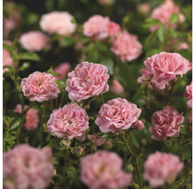 Närbild av rosa rabattrosor i trädgården