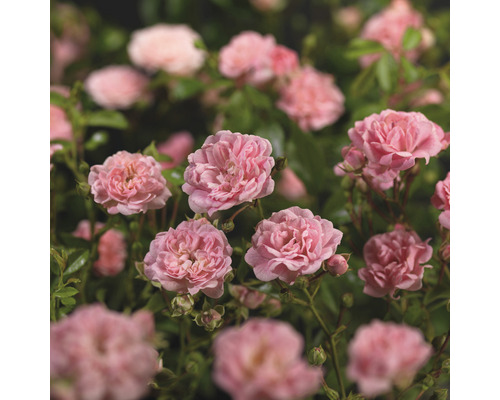 Närbild av rosa rabattrosor i trädgården