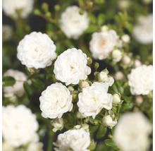 Närbild av vita rosenblommor