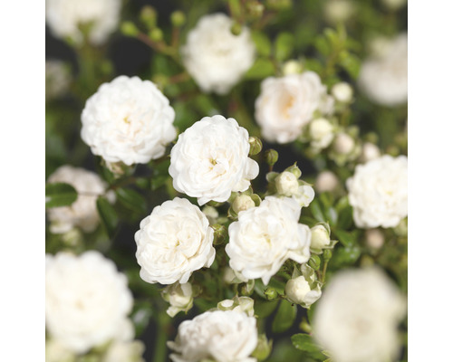 Närbild av vita rosenblommor