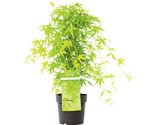 Japansk lönn ''Green Carpet'' i kruka