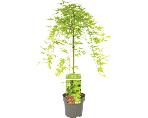 Japansk lönn i kruka