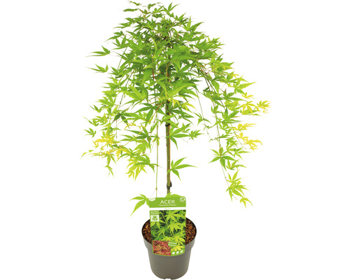 Japansk lönn i kruka med gröna blad.