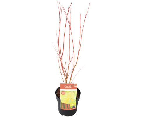 Japansk lönn i kruka med röda grenar