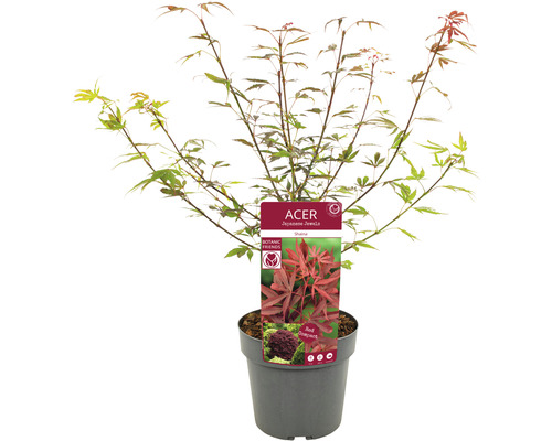 Japansk lönn i kruka