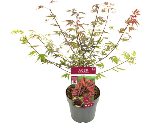 Japansk lönn i kruka