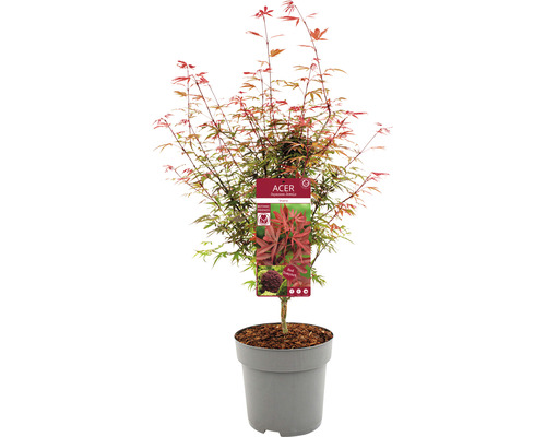 Japansk lönn i kruka