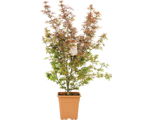 Japansk lönn i kruka