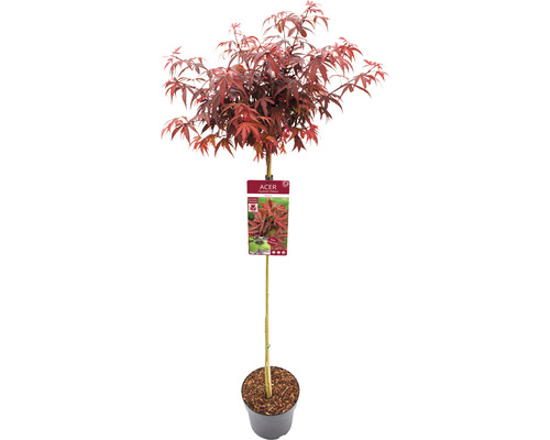 Japansk lönn Acer palmatum Shaina 90cm Co 6,5L