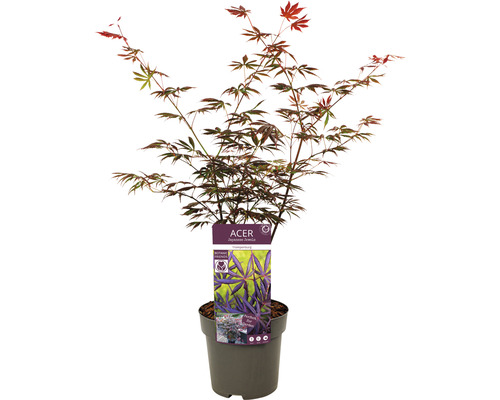 Japansk lönn i kruka