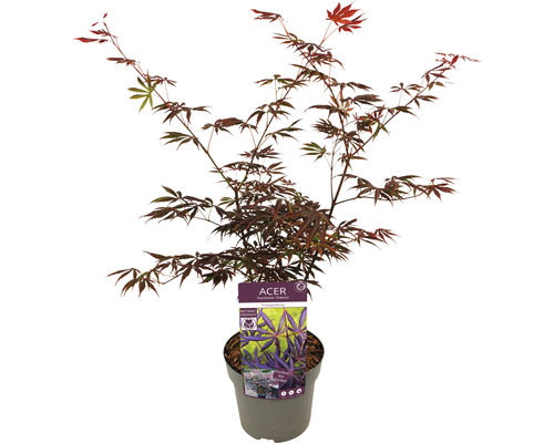 Japansk lönn i kruka