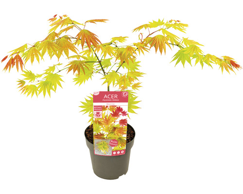 Japansk lönn i kruka med sortetikett