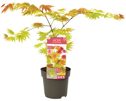 Japansk lönn i kruka