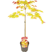 Japansk lönn Acer palmatum Moonrise 40cm Co 3L