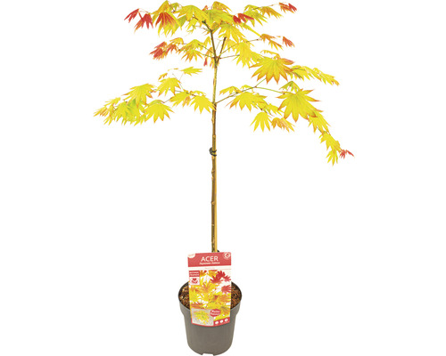 Japansk lönn Acer palmatum Moonrise 40cm Co 3L