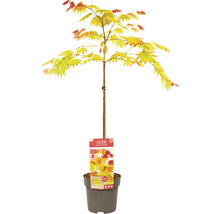 Japansk lönn Acer palmatum Moonrise 40cm Co 3L
