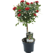 Ros i kruka med röda blommor