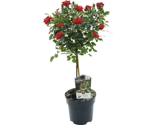 Ros i kruka med röda blommor