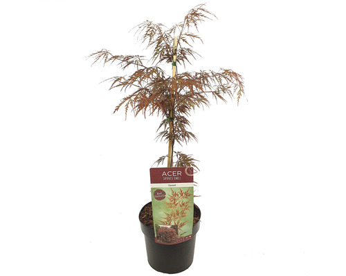 Mörkröd japansk lönn FLORASELF Acer palmatum Garnet 50-60cm Co 3L