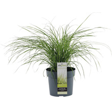 Dvärgglansmiskantus FLORASELF Miscanthus sinensis Cute One 10-30cm Co 3L