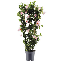 Mandevilla på spaljé i kruka