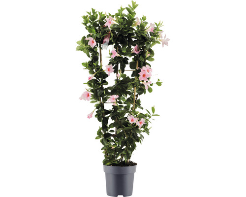 Dipladenia, bägarranka spaljé FloraSelf Dipladenia mandevilla hybrid totalhöjd ca 100 cm Ø 21 cm rosa