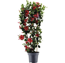Dipladenia i kruka med spaljé och röda blommor