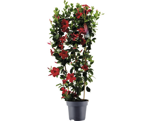 Dipladenia spaljé FLORASELF Dipladenia mandevilla Hybride totalhöjd ca 100cm Ø21cm röd