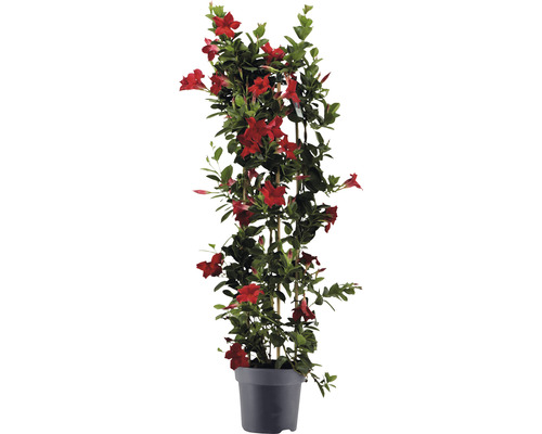 Dipladenia, bägarranka pelare FloraSelf Dipladenia mandevilla hybrid totalhöjd ca 100 cm Ø 21 cm röd