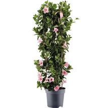 Bägarranka pelare FLORASELF Dipladenia mandevilla hybrid totalhöjd ca 100cm krukstorlek Ø21cm rosa