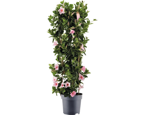 Dipladenia, bägarranka pelare FloraSelf Dipladenia mandevilla hybrid totalhöjd ca 100 cm Ø 21 cm rosa