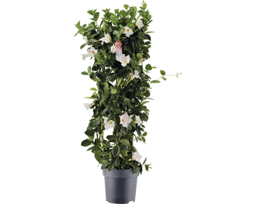 Dipladenia, bägarranka pelare FloraSelf Dipladenia mandevilla hybrid totalhöjd ca 100 cm Ø 21 cm vit Dipladenia, bägarranka pelare FloraSelf Dipladenia mandevilla hybrid totalhöjd ca 100 cm Ø 21 cm vit
