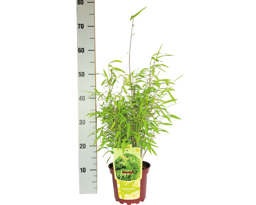 Bambu Fargesia nitida i kruka med storleksangivelse