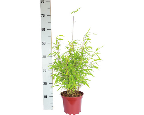 Bambuplanter i kruka, uppmätt med en mätsticka