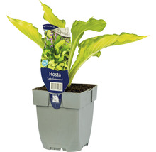 Mellanstor gul funkia FLORSELF Hosta 'Lady Guinevere' 5-20cm Co 0,5L