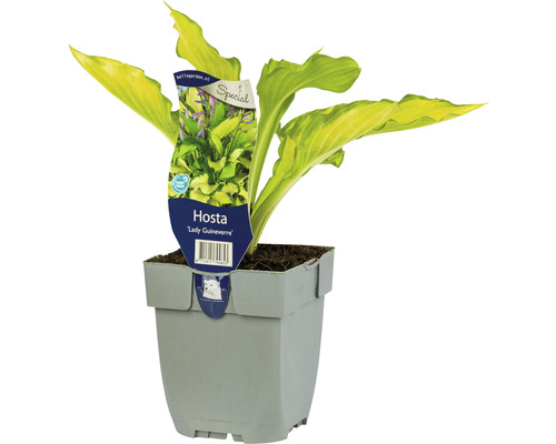 Mellanstor gul funkia FLORSELF Hosta 'Lady Guinevere' 5-20cm Co 0,5L