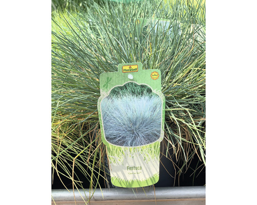 Festuca prydnadsgräs med FloraSelf etikett