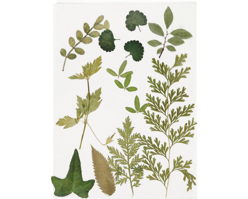 Samling av diverse pressade blad