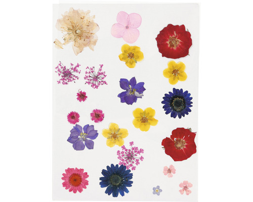 Torkade blommor för dekorativa ändamål