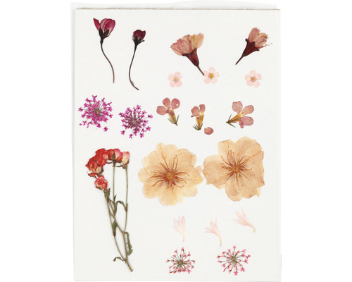 Diverse pressade blommor för pysselprojekt