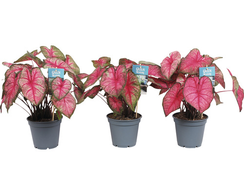 Tre rumsväxter med rosa blad i grå krukor