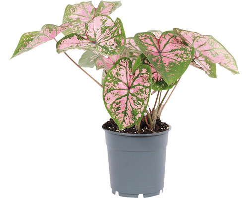 Caladium växt i kruka