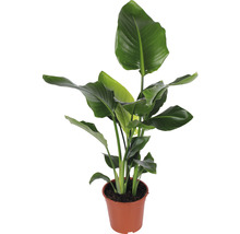 Papegojblomma FLORASELF Strelitzia Nicolai 90-100cm Ø21cm