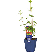 Salvia planta i kruka