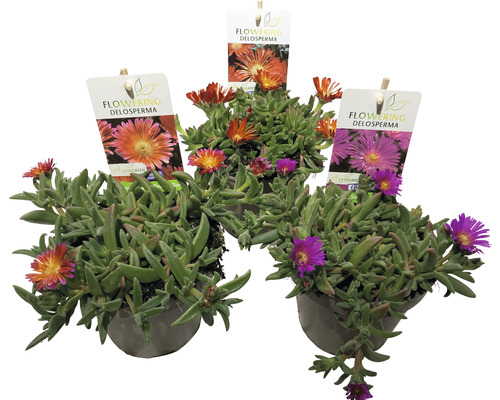 Tre blommande Delosperma växter i krukor med växtetiketter.