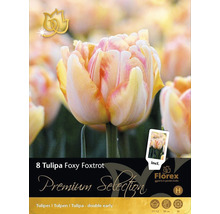 Förpackning med åtta Tulipa Foxy Foxtrot blomsterlökar