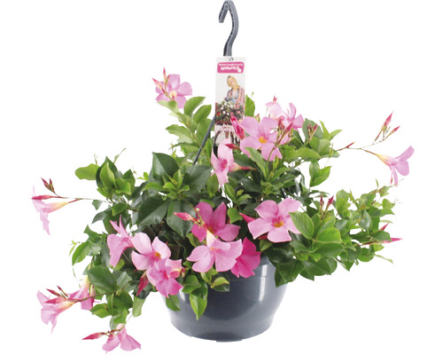Dipladenia, bägarranka ampel FloraSelf Dipladenia mandevilla 'Summerstar'® Ø 25 cm rosa